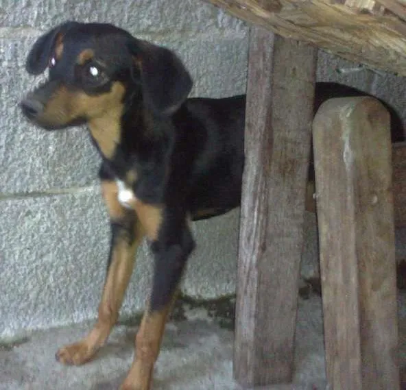 Cachorro raça SRD idade  nome Lindos cães