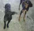 Lindos cães