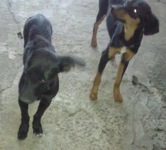 Cachorro raça SRD idade  nome Lindos cães