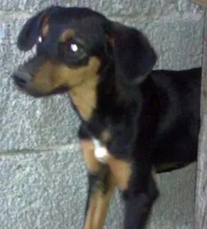 Cachorro raça SRD idade  nome Lindos cães