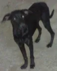Lindos cães
