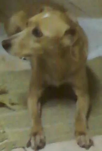 Cachorro ra a Vira-Lata idade 6 ou mais anos nome Cléo