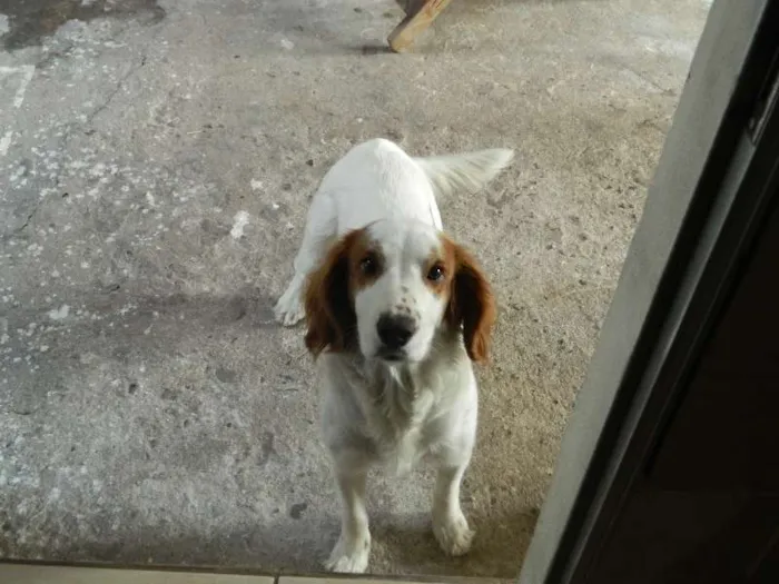 Cachorro ra a SRD idade 1 ano nome Jade