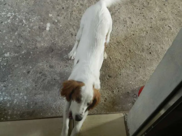 Cachorro ra a SRD idade 1 ano nome Jade