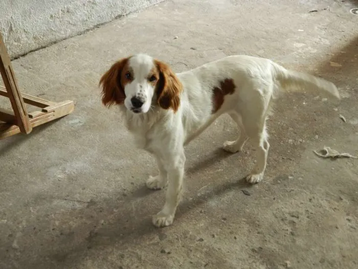 Cachorro ra a SRD idade 1 ano nome Jade