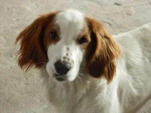 Cachorro raça SRD idade 1 ano nome Jade