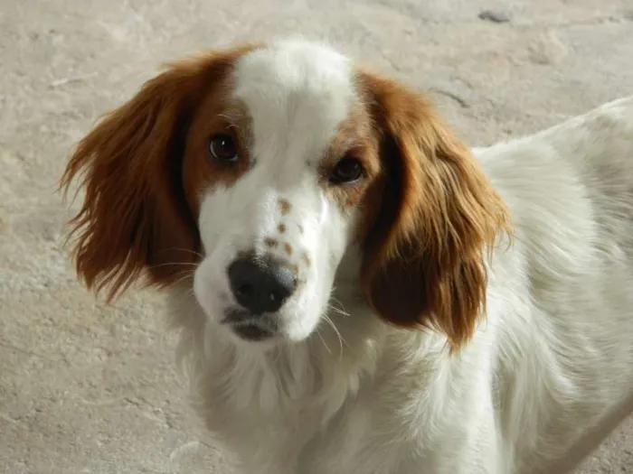 Cachorro ra a SRD idade 1 ano nome Jade