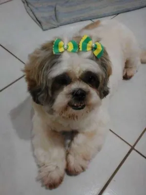 Cachorro raça Shitzu idade 6 ou mais anos nome Molly