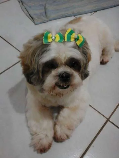 Cachorro ra a Shitzu idade 6 ou mais anos nome Molly