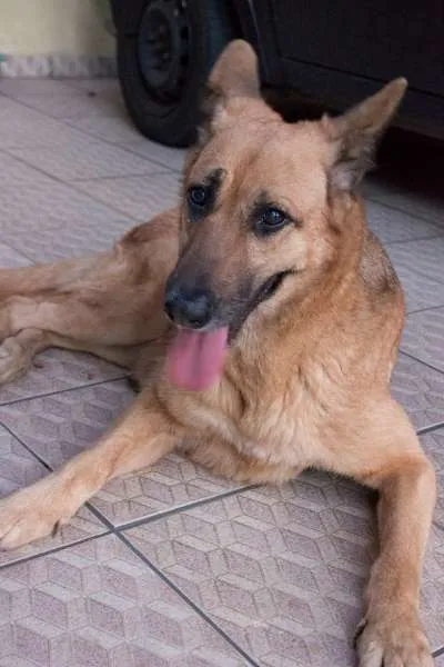 Cachorro ra a Pastor Alemão idade 6 ou mais anos nome Lana pastora