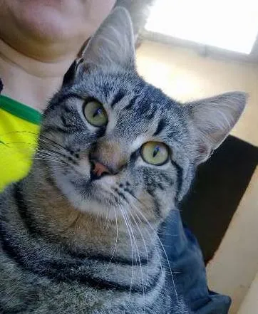 Gato ra a comum idade 2 a 6 meses nome cruel