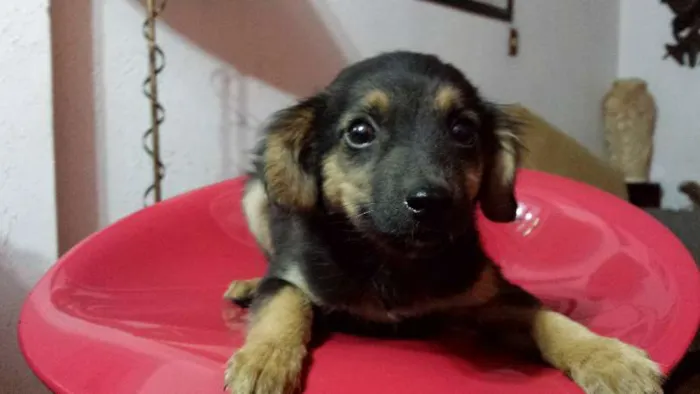 Cachorro raça Não definida idade 2 a 6 meses nome Florzinha