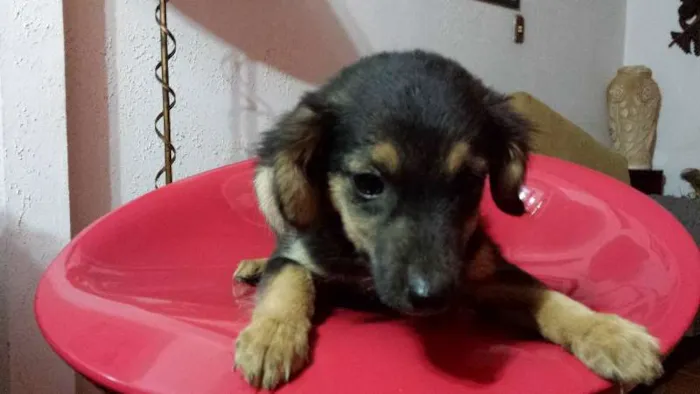 Cachorro raça Não definida idade 2 a 6 meses nome Florzinha