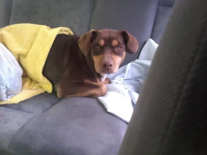 Cachorro ra a SRD idade 7 a 11 meses nome Perdida