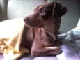 Perdida