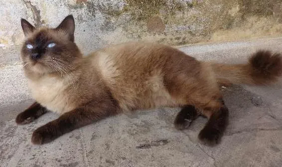 Gato raça  idade  nome Monkey