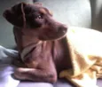 Perdida