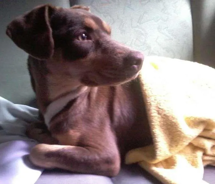 Cachorro ra a SRD idade 7 a 11 meses nome Perdida