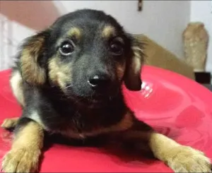 Cachorro raça Não definida idade 2 a 6 meses nome Florzinha