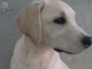 Cachorro raça VIRA LATA idade 7 a 11 meses nome MARLEY