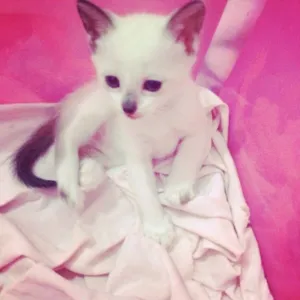 Gato raça Não sei idade Abaixo de 2 meses nome Safira