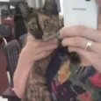 Capitu
