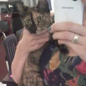 Gato raça SRD idade 7 a 11 meses nome Capitu