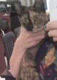 Capitu