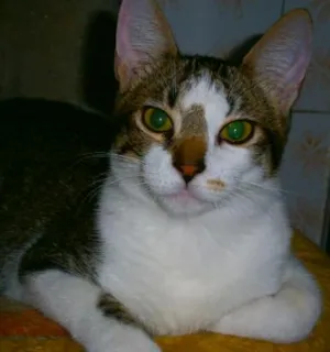 Gato raça SRD idade 7 a 11 meses nome Erich