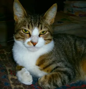 Gato raça SRD idade 1 ano nome Oliver