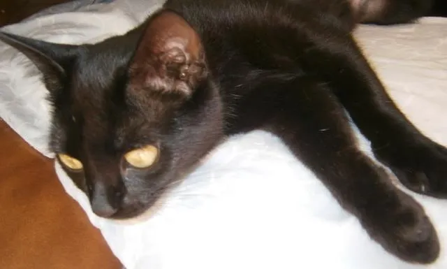 Gato ra a SRD idade 7 a 11 meses nome Tina