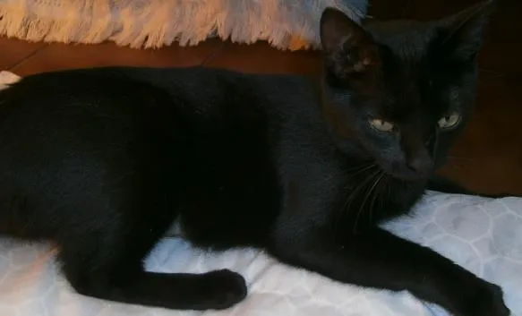 Gato ra a SRD idade 7 a 11 meses nome Tina