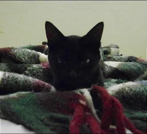 Gato ra a SRD idade 7 a 11 meses nome Tina