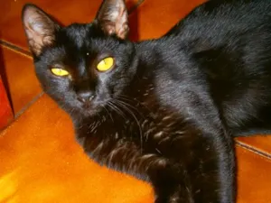 Gato raça SRD idade 7 a 11 meses nome Stephanie