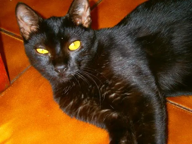Gato ra a SRD idade 7 a 11 meses nome Stephanie