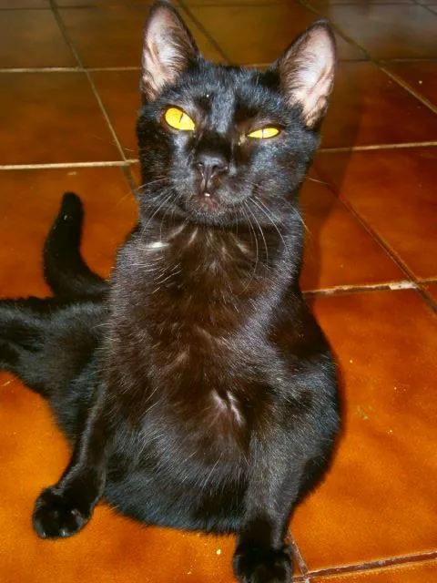 Gato ra a SRD idade 7 a 11 meses nome Stephanie