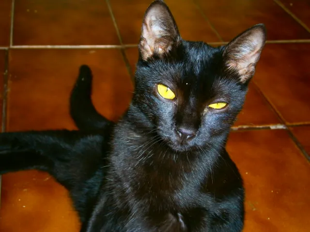 Gato ra a SRD idade 7 a 11 meses nome Stephanie