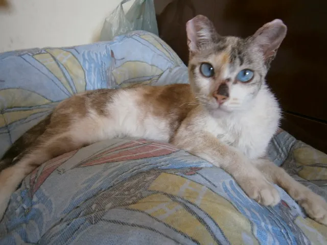 Gato ra a SRD idade 7 a 11 meses nome Roberta