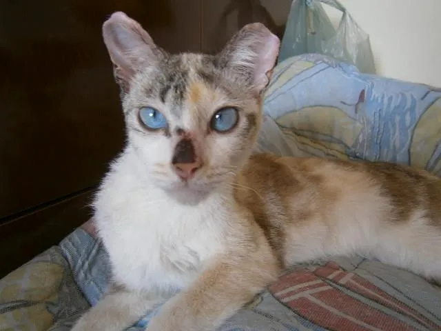 Gato ra a SRD idade 7 a 11 meses nome Roberta