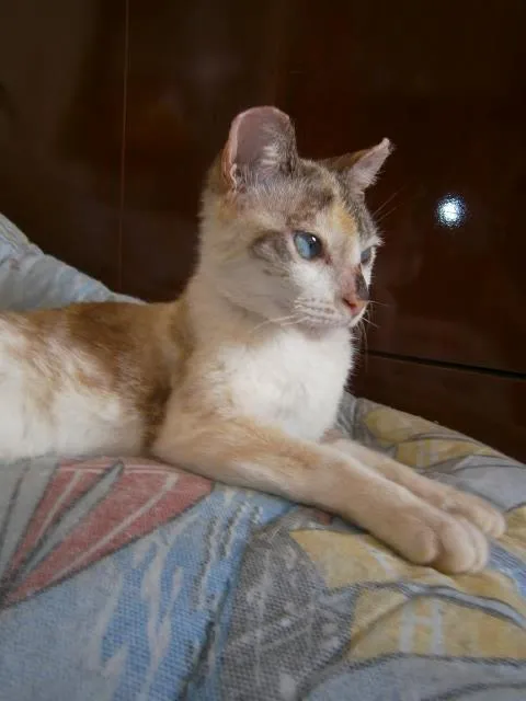 Gato ra a SRD idade 7 a 11 meses nome Roberta