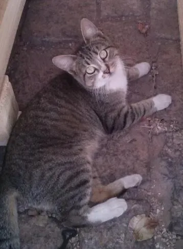 Gato ra a SRD idade 7 a 11 meses nome Sem Nome