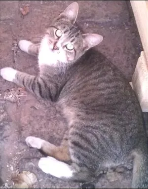 Gato raça SRD idade 7 a 11 meses nome Sem Nome