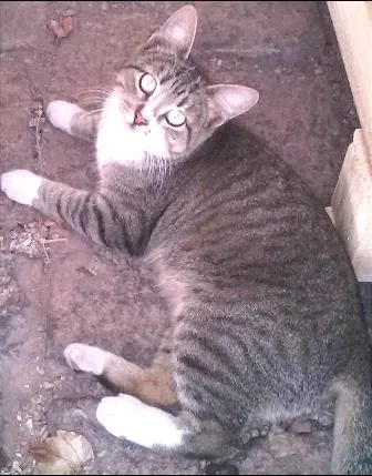 Gato ra a SRD idade 7 a 11 meses nome Sem Nome