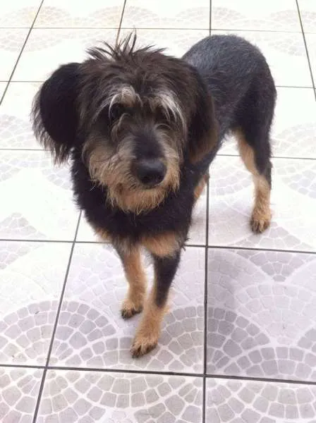 Cachorro ra a Shnauzer idade 7 a 11 meses nome Chanel