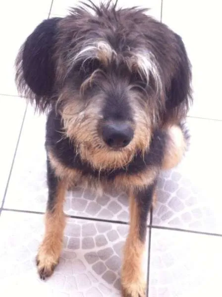Cachorro ra a Shnauzer idade 7 a 11 meses nome Chanel