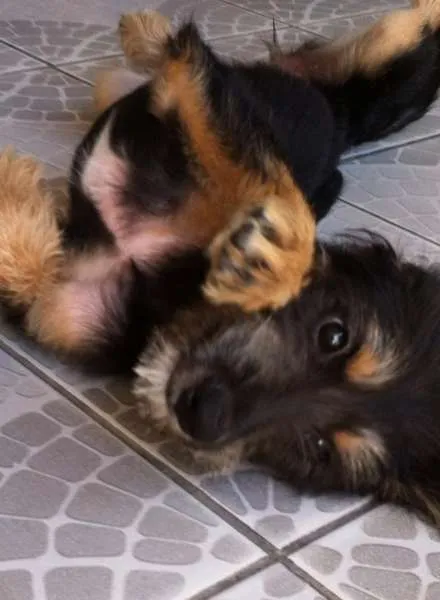 Cachorro ra a Shnauzer idade 7 a 11 meses nome Chanel