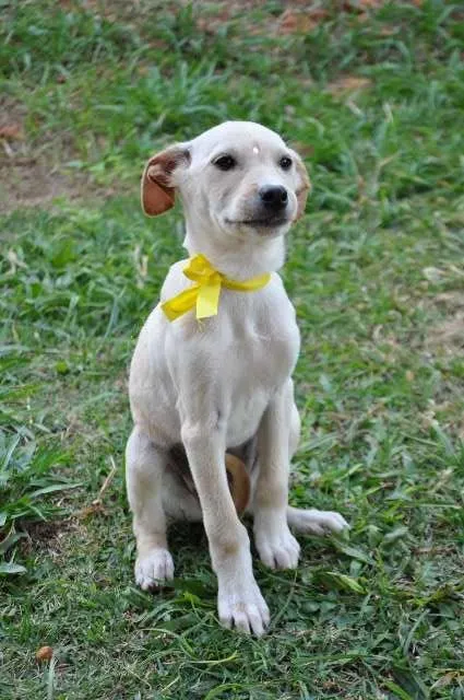 Cachorro ra a indefinida idade 2 a 6 meses nome Não tem nome