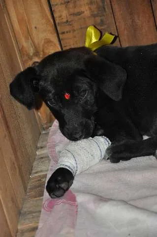 Cachorro ra a indefinida idade 2 a 6 meses nome Não tem nome