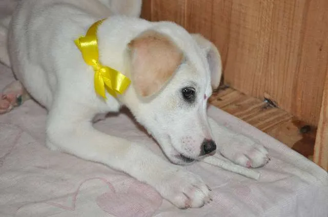 Cachorro ra a indefinida idade 2 a 6 meses nome Não tem nome