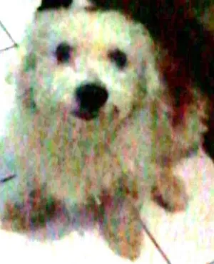 Cachorro raça Pudom com coquespem idade 6 ou mais anos nome Betove